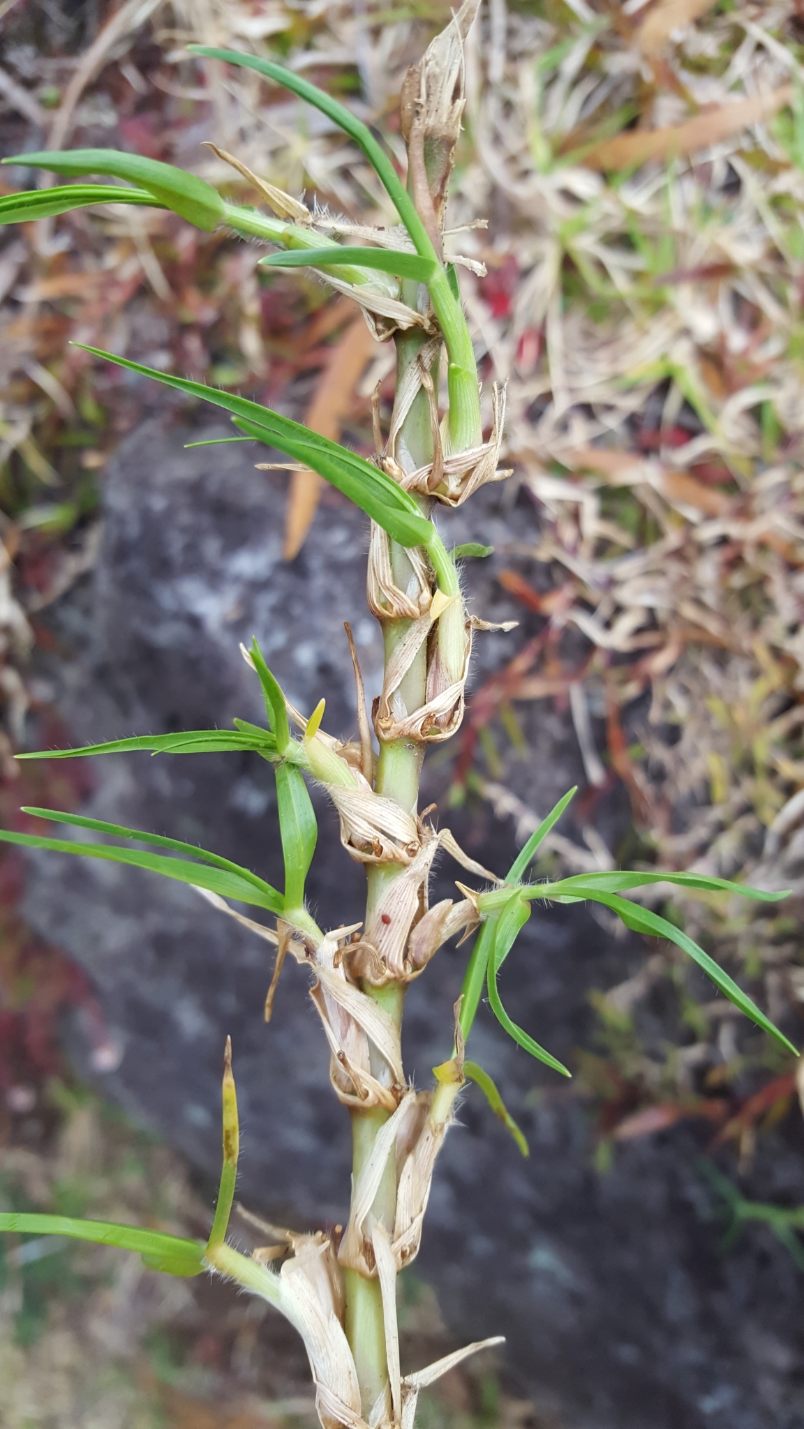 (c) François Rousseu, certains droits réservés (CC BY-NC) https://www.inaturalist.org/observations/89031289