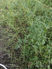 Medicago × varia