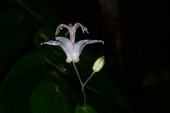 Tricyrtis suzukii