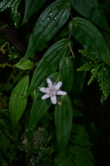 Tricyrtis suzukii