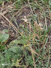 Achillea millefolium