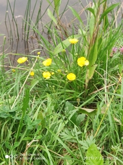 Ranunculus