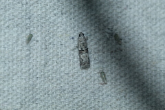 Zamagiria australella