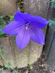 Platycodon