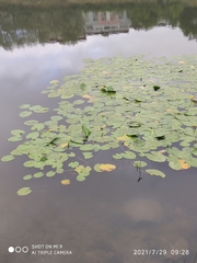 Nuphar lutea