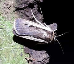Ochropleura