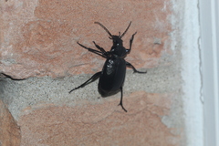 Calosoma peregrinator