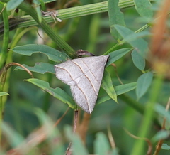 Colobochyla salicalis