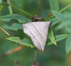 Colobochyla salicalis