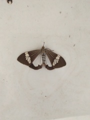 Nyctemera baulus mundipicta