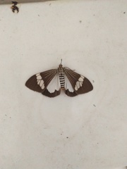 Nyctemera baulus mundipicta