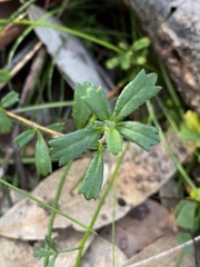 Xanthosia tridentata