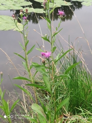 Centaurea jacea