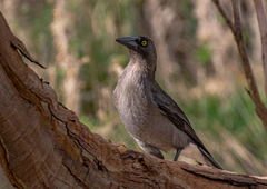Strepera versicolor versicolor