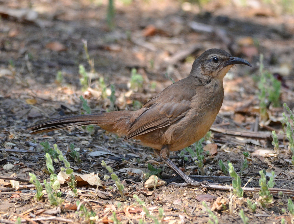 California Thrasher (Birds of Santa Cruz, CA) · iNaturalist Mexico