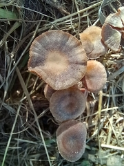 Naucoria subconspersa