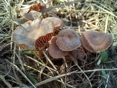 Naucoria subconspersa