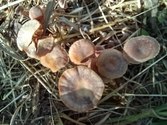 Naucoria subconspersa