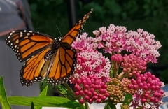 Danaus plexippus