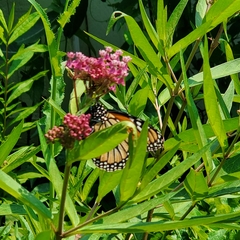Danaus plexippus