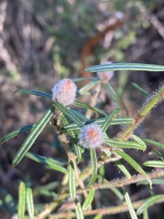 Pultenaea rosmarinifolia