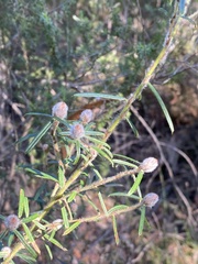 Pultenaea rosmarinifolia