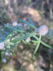 Pultenaea rosmarinifolia