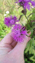 Centaurea phrygia