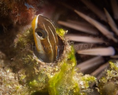 Plagiotremus goslinei