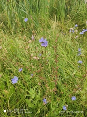 Cichorium intybus