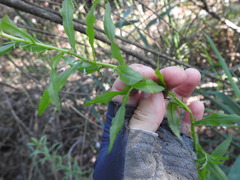 Achillea salicifolia