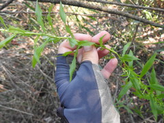Achillea salicifolia