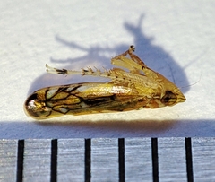 Scaphoideus titanus