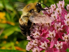Bombus griseocollis