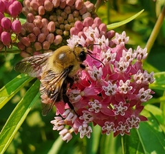 Bombus griseocollis