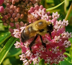 Bombus griseocollis