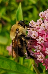 Bombus griseocollis