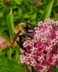 Bombus griseocollis