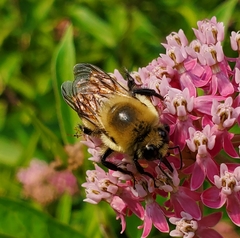 Bombus griseocollis