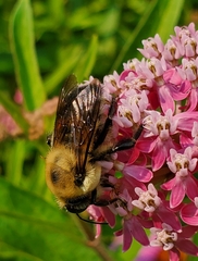 Bombus griseocollis