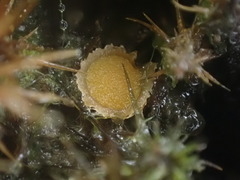 Octospora maireana