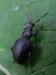 Otiorhynchus tristis