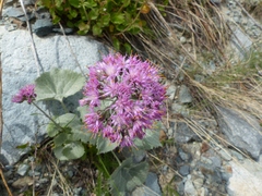 Adenostyles leucophylla