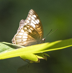 Tanaecia iapis puseda