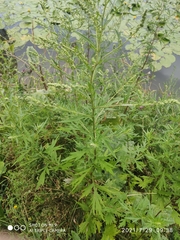 Artemisia vulgaris