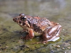 Minervarya nilagirica