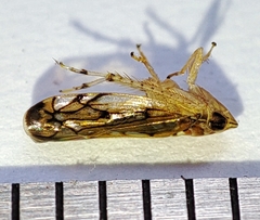 Scaphoideus titanus