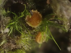 Octospora maireana