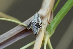 Trypetimorpha occidentalis