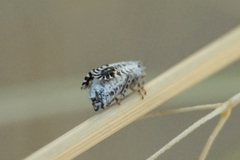 Trypetimorpha occidentalis